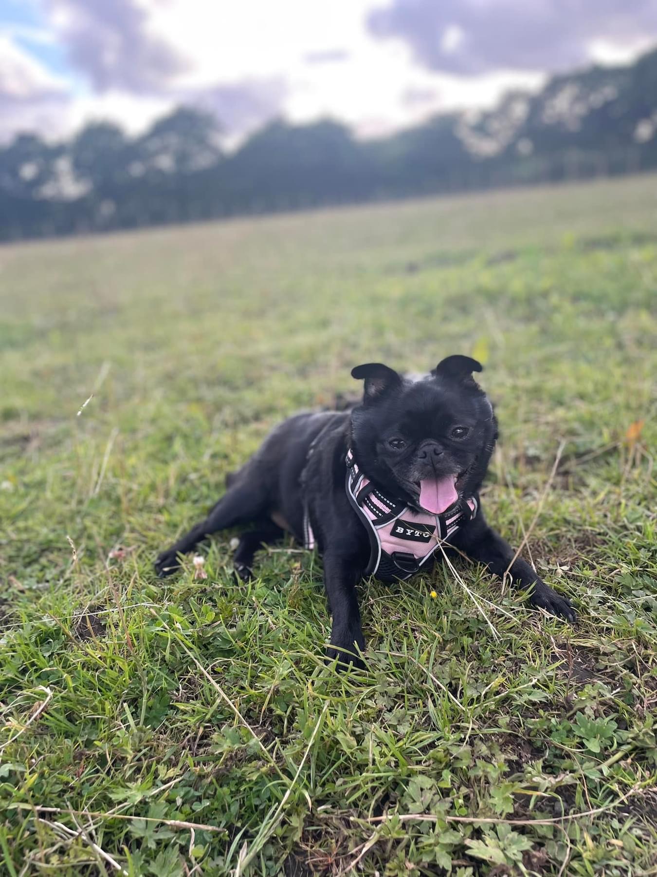 Pawsome Walks Bridgend